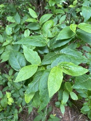 Vaccinium erythrocarpum