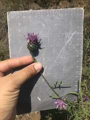 Centaurea scabiosa grinensis