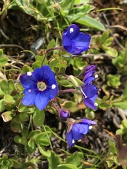Veronica fruticans