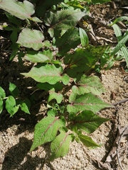 Aristolochia nelsonii