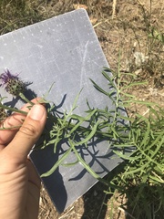 Centaurea scabiosa grinensis