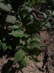 Aristolochia nelsonii