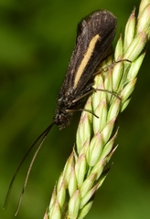 Sericostoma
