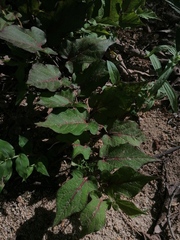 Aristolochia nelsonii