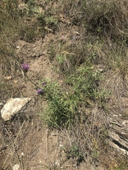 Centaurea scabiosa grinensis