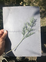 Trinia glauca