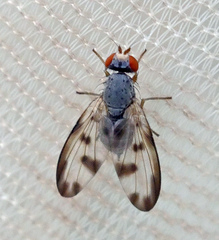 Palloptera umbellatarum