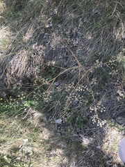 Trinia glauca