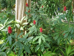 Costus comosus
