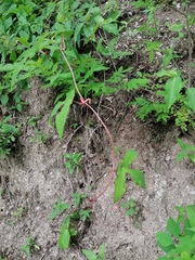 Passiflora viridiflora