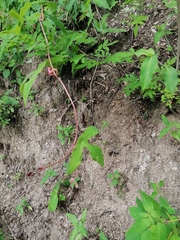 Passiflora viridiflora