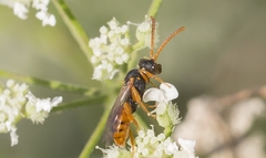 Nomada fucata