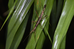 Neohirasea