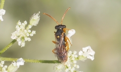 Nomada fucata