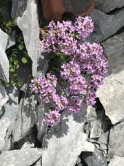 Noccaea rotundifolia