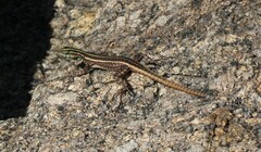Platysaurus intermedius intermedius