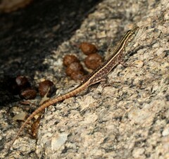Platysaurus intermedius intermedius