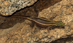 Platysaurus intermedius intermedius