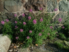 Chamaenerion angustifolium