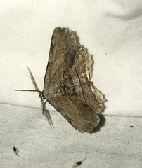 Lytrosis unitaria