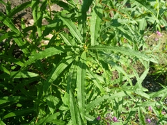 Chamaenerion angustifolium