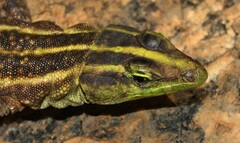 Platysaurus intermedius intermedius