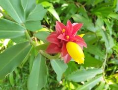 Costus comosus