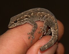 Lygodactylus stevensoni