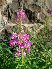 Chamaenerion angustifolium