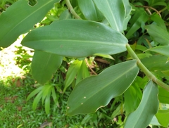 Costus comosus