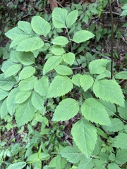 Ligusticum canadense