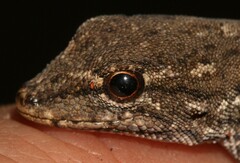 Lygodactylus stevensoni