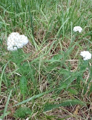 Achillea millefolium