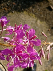 Chamaenerion angustifolium