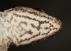 Lygodactylus stevensoni