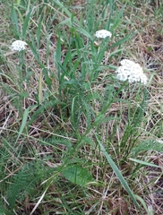 Achillea millefolium