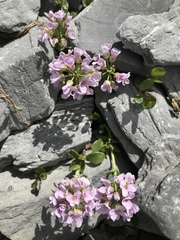 Noccaea rotundifolia