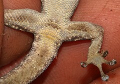 Lygodactylus stevensoni