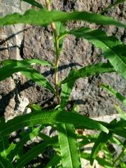 Chamaenerion angustifolium