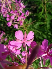 Chamaenerion angustifolium