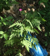 Cirsium alsophilum