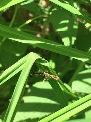 Geina periscelidactylus