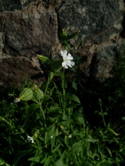 Silene latifolia