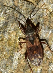 Eremocoris abietis