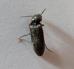 Hemicrepidius nemnonius