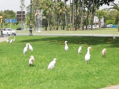 Bubulcus ibis