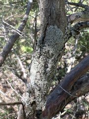 Hyperphyscia syncolla