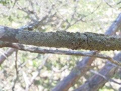 Hyperphyscia syncolla