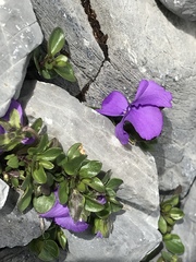 Viola cenisia