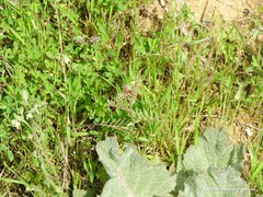 Salvia aethiopis